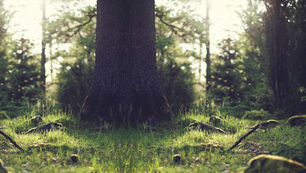 Life Lessons of The Turner’s Oak