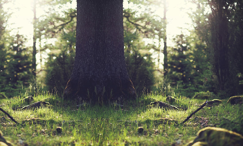 Tree Stump