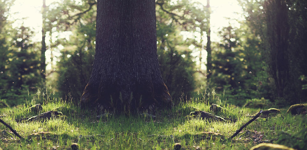 Enchanted Picnics Tree Stump