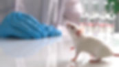 AdobeStock_244698335.jpeg