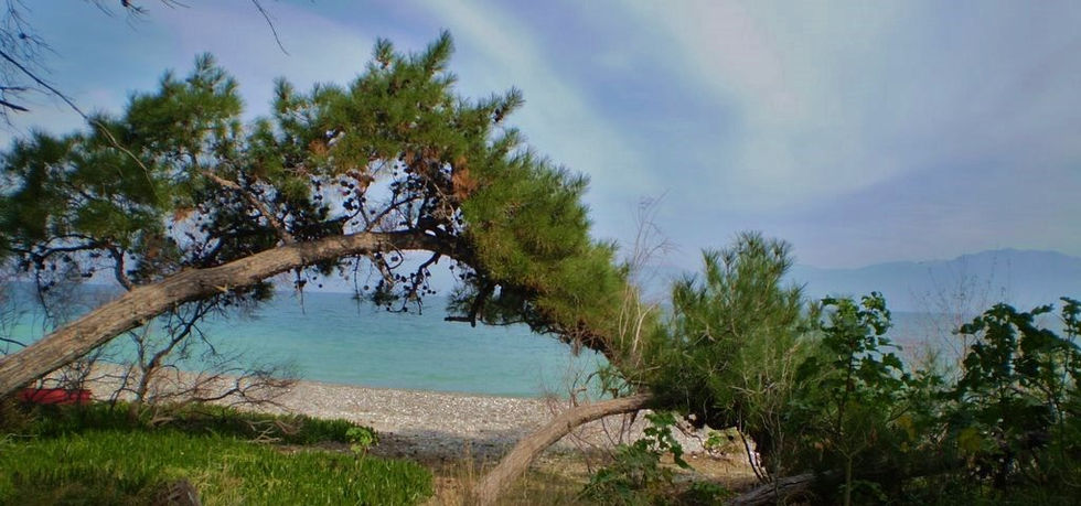 δάσος πευκιά