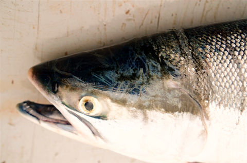 fishhead_edited.jpg