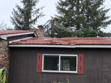Tree Damage Restoration Case Study
