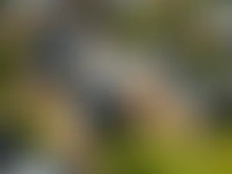 Top Schools in Australia