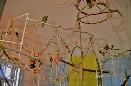 Parrot Locanda October Gardens