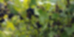 An overwhelming amount of black currants.