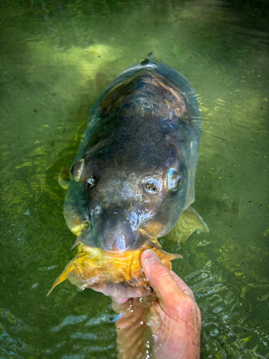 A big carp head.