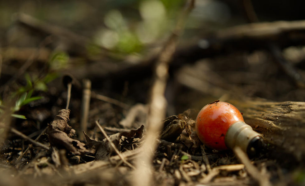 Une ampoule dans un tas de bois.