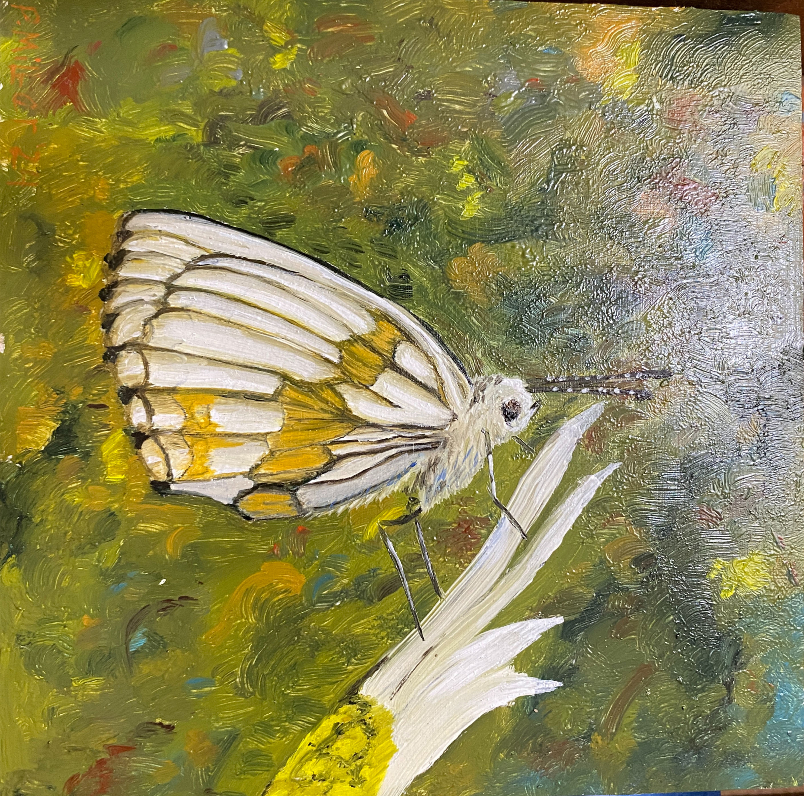 Western White butterfly