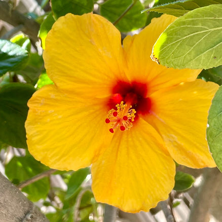 Botanical flower image featured on Maatila Beauty testimonials page