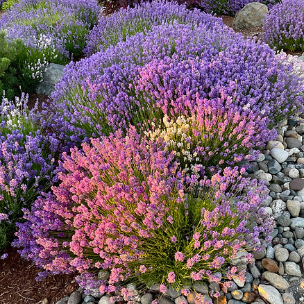 Lavender