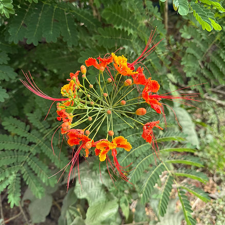 Botanical garden image featured on Maatila Beauty testimonials page