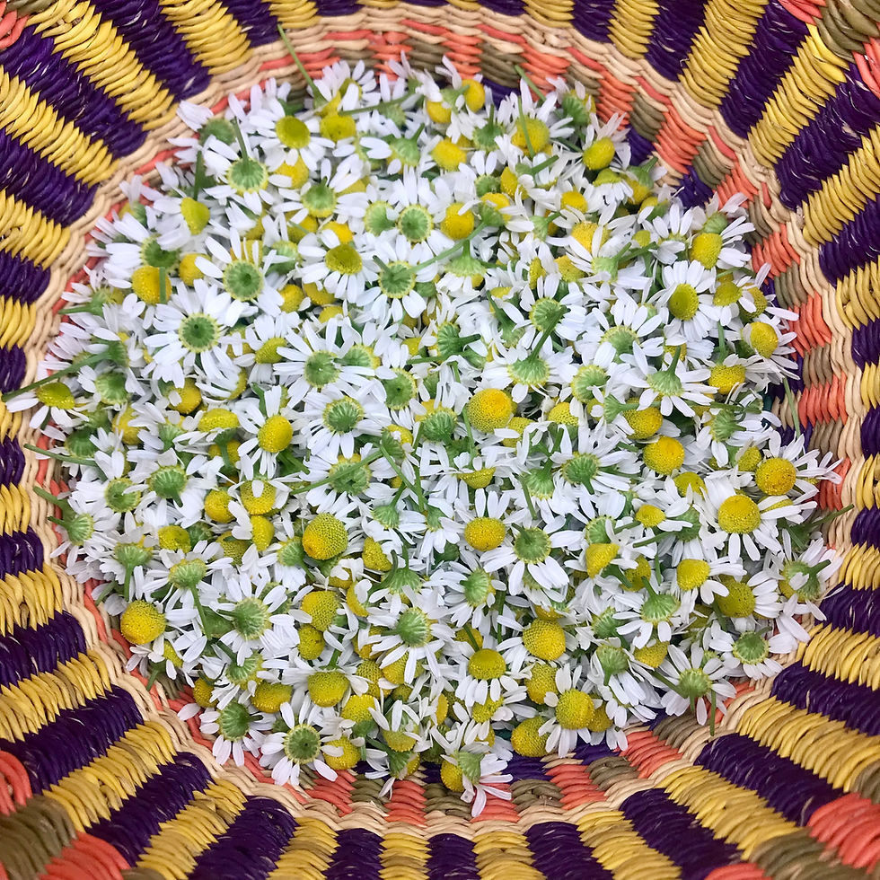 Chamomile flowers used in Oasis Elixir formulation