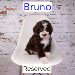 Bruno8_edited