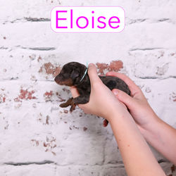 Eloise0