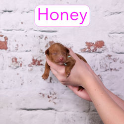 Honey1