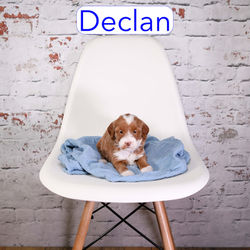 Declan4
