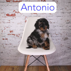 Antonio10a
