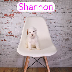 Shannon6a