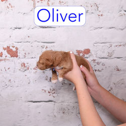 Oliver2