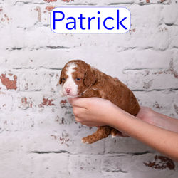 Patrick3