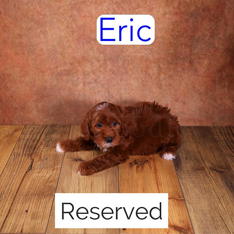 Available Goldendoodle puppy