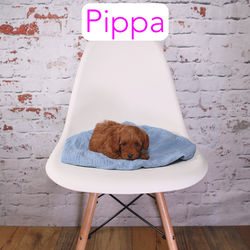 Pippa2