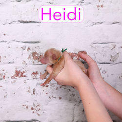 Heidi0