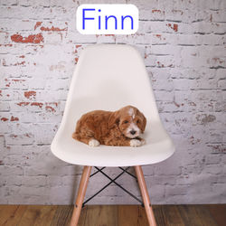 Finn6a