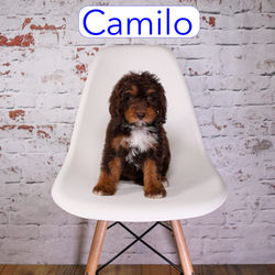 Camilo8