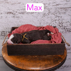 Max