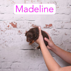 Madeline2