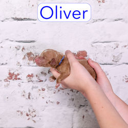 Oliver0