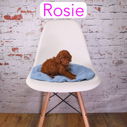 Rosie2