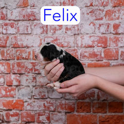 Felix2