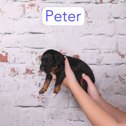 Peter2