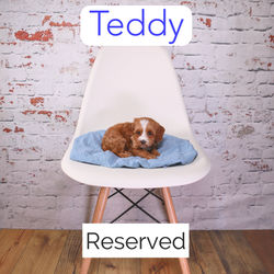 Teddy2_edited