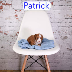 Patrick4