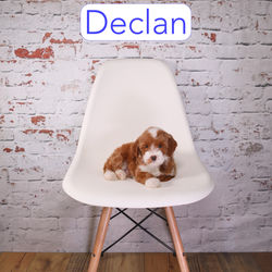 Declan6a