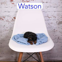 Watson-4