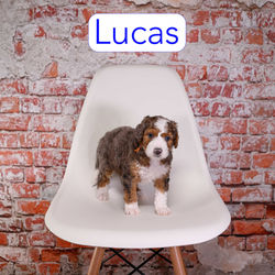 Lucas 6