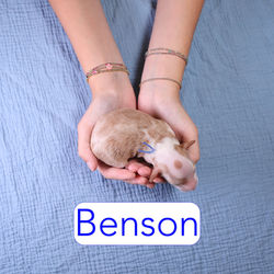 Benson1