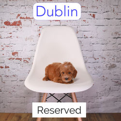 Dublin6a_edited