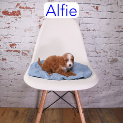 Alfie2