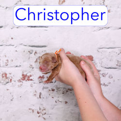 Christopher0