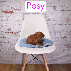 Posy2