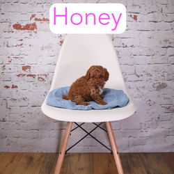 Honey2
