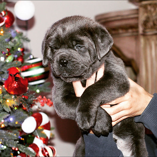 PUP60.jpg