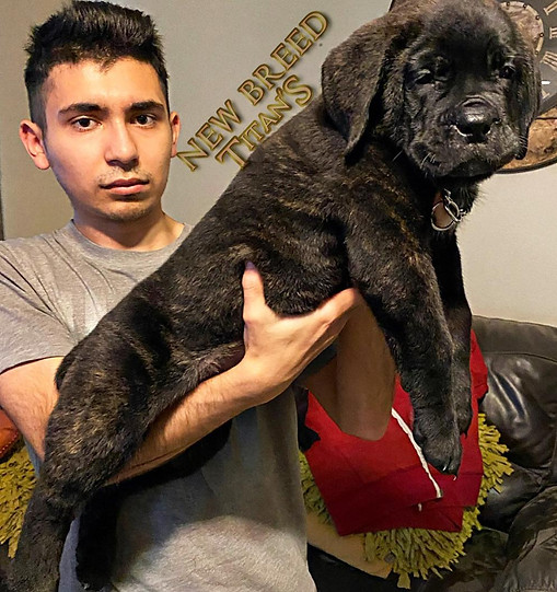 PUPS05.jfif
