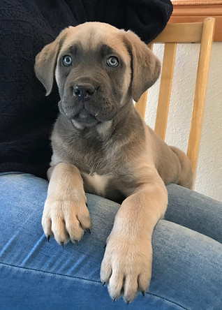PUP28.jpg